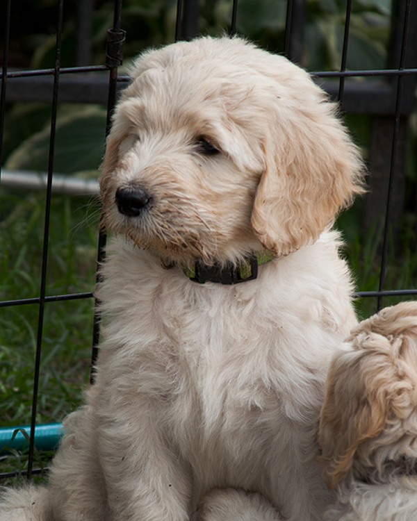 Goldendoodles Buffalo, and Western New York puppies. Sable and